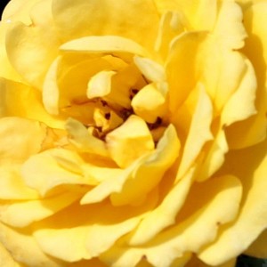 GOLD PIN (miniature)